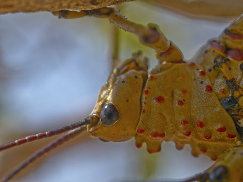 Amani Lodge, Grasshopper